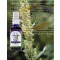 FES Season of the Soul Herbal Oils, 60ml, Mugwort Moon