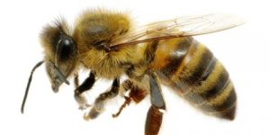 Bienenproducte
