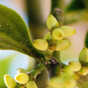 Helgeseminar “Misteltein, mennesker og bier – nye veier til helse og velvære”